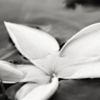i_dimitrova